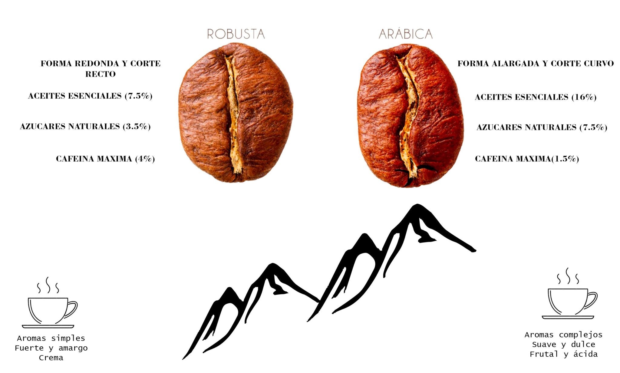 Café Arábica vs Café Robusta – Lamb's Coffee